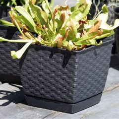 Kaspó rattan 165mm (barna) DRLK165