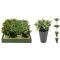 Művirág - Fűszernövények cserépben 130X130X160MM (317002070)