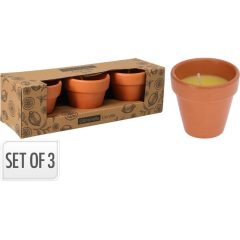 Citronella cserépben - szettben -3db/szett (422000160)