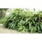 Óriás Pálmalevelű bambusz - Sasa Palmata Nebolusa