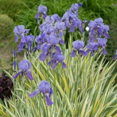 Iris pallida Variegata -dalmát nőszirom