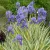 Iris pallida Variegata -dalmát nőszirom