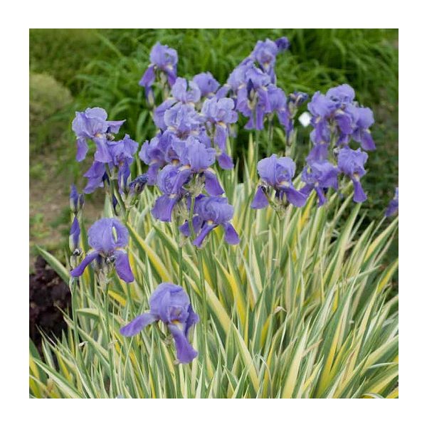 Iris pallida Variegata -dalmát nőszirom