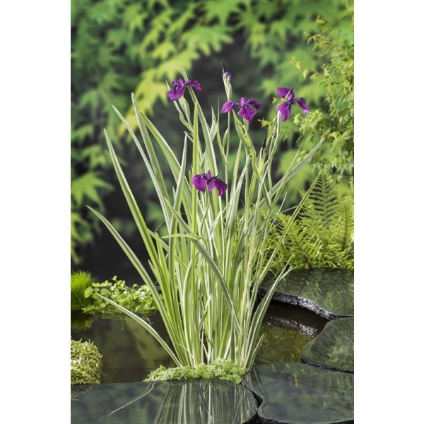 Iris kaempferi-japán nőszirom variegata (1-1)