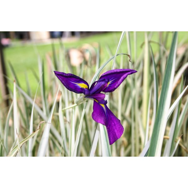 Iris kaempferi-japán nőszirom variegata (1-1)