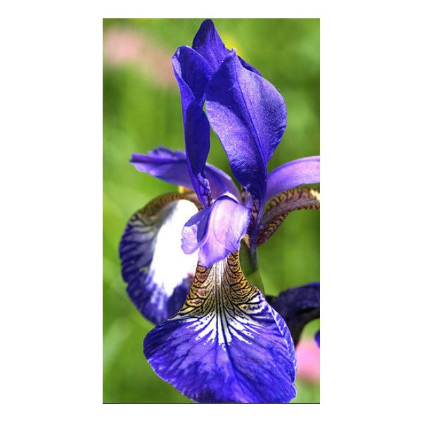 Iris kaempferi-japán nőszirom (01)