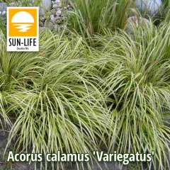 Acorus calamus Variegatus / Csíkos orvosi kálmos (3)