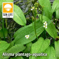 Alisma plantago-aquatica / Vízi hidőr (7)
