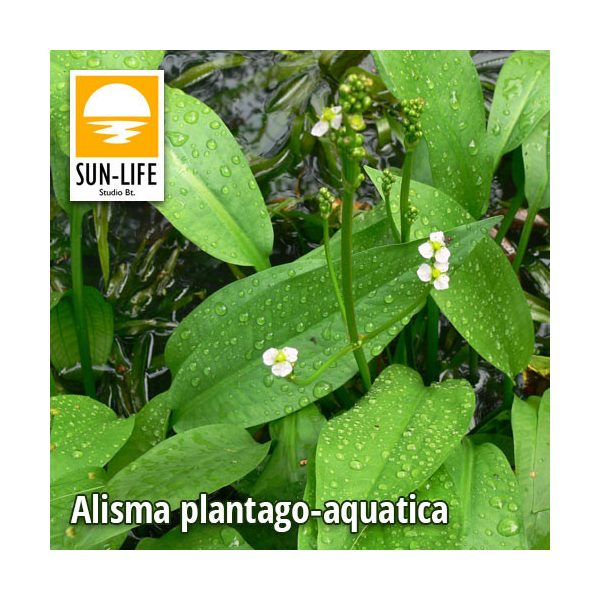 Alisma plantago-aquatica / Vízi hidőr (7)