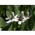 Anemopsis californica / Kaliforniai vízipipacs (008)