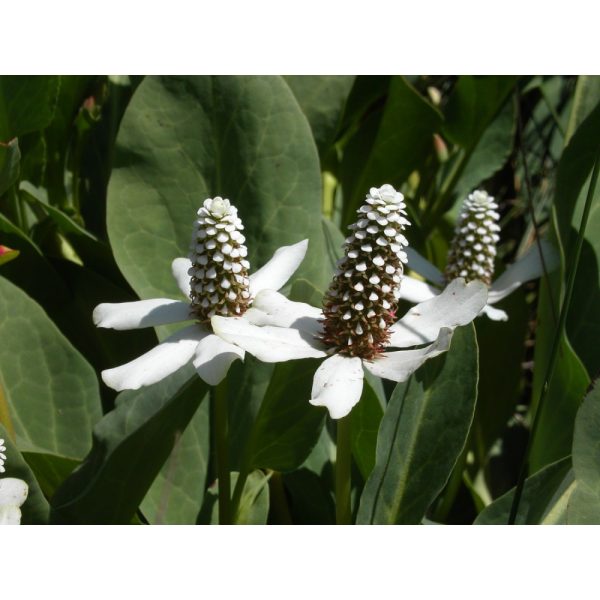 Anemopsis californica / Kaliforniai vízipipacs (008)