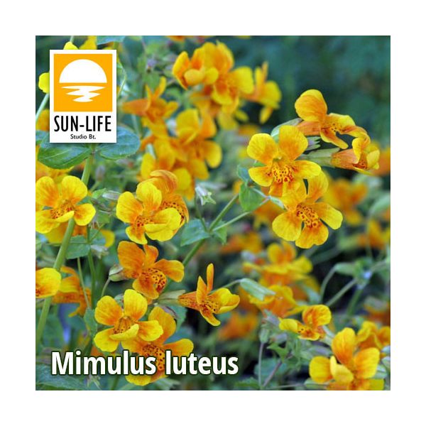 Mimulus luteus / Bohócvirág (80)