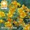 Mimulus luteus / Bohócvirág (80)