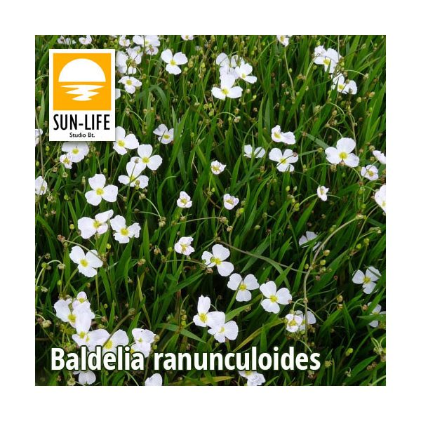 Baldelia ranunculoides / Bogláros kishídőr (10)