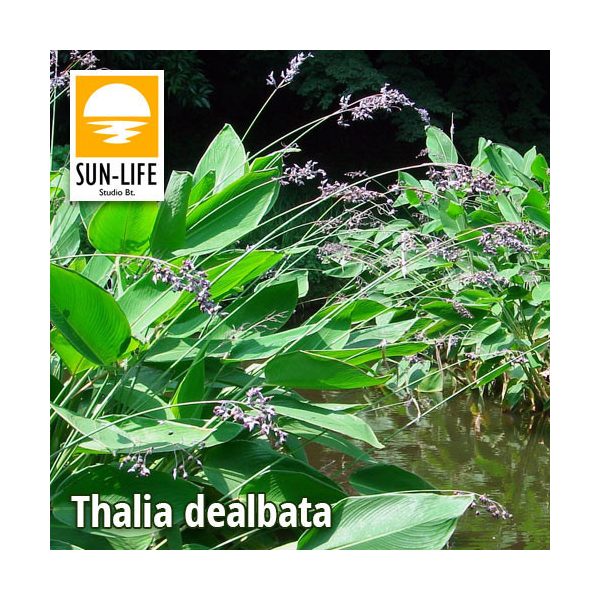 Thalia dealbata (126)