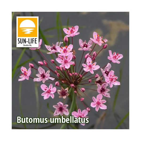 Butomus umbellatus / Virágkáka (14)