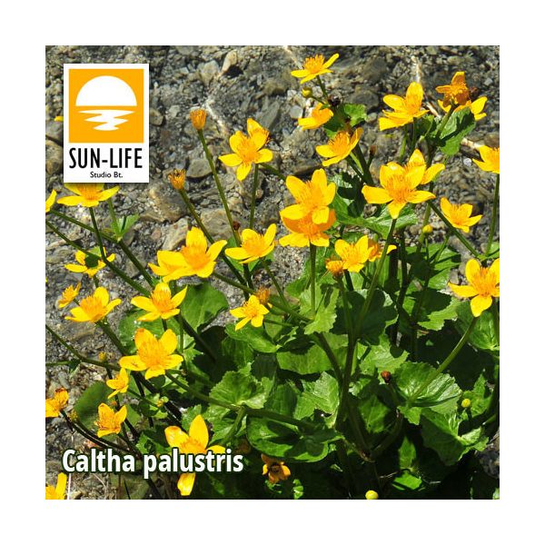 Caltha palustris / Gólyahír (16)