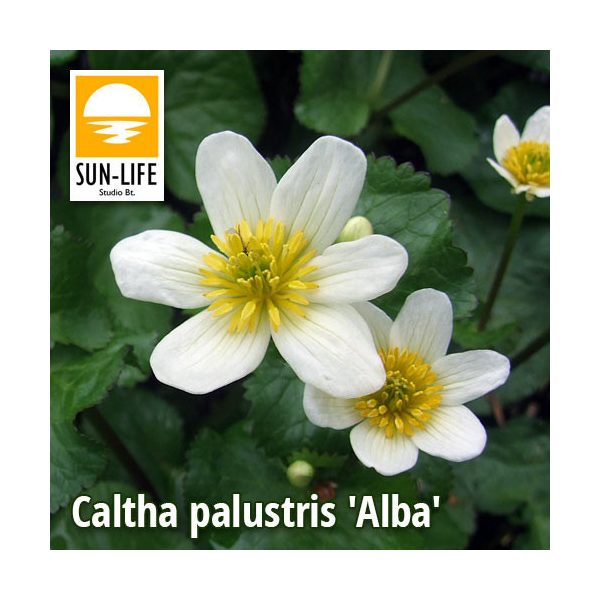 Caltha palustris Alba / Fehér Gólyahír (17)