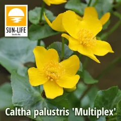   Caltha palustris Multiplex / Tömöttvirágú gólyahír (18)