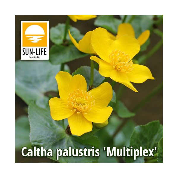 Caltha palustris Multiplex / Tömöttvirágú gólyahír (18)