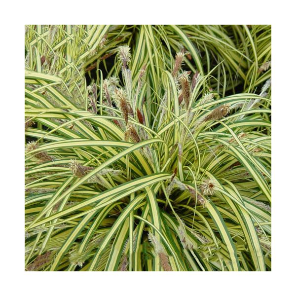 Carex muskingumensis Variegata / Csíkos pálmalevelű sás (21)