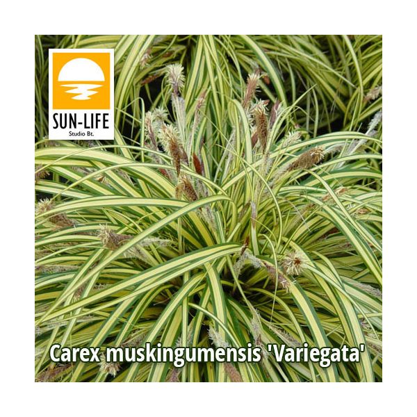 Carex muskingumensis Variegata / Csíkos pálmalevelű sás (21)