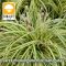 Carex muskingumensis Variegata / Csíkos pálmalevelű sás (21)