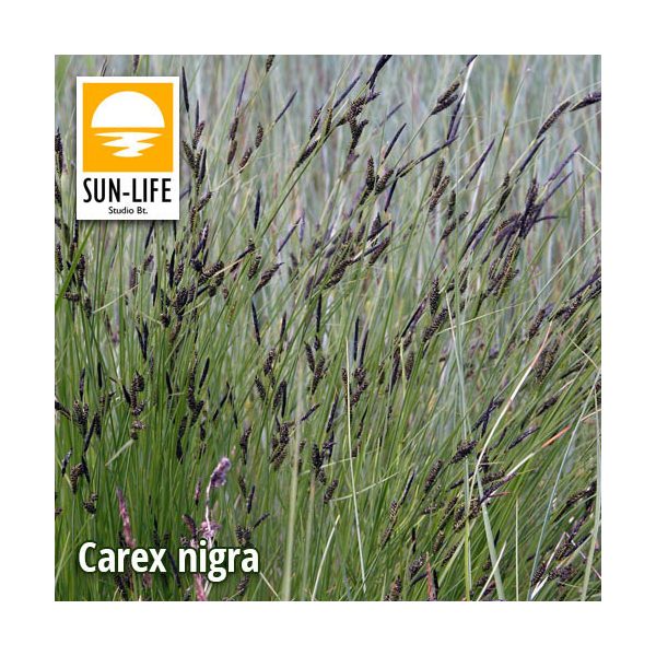 Carex nigra / Fekete sás ( 23 )