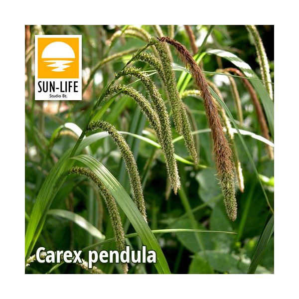 Carex pendula / Lecsüngő sás (25)