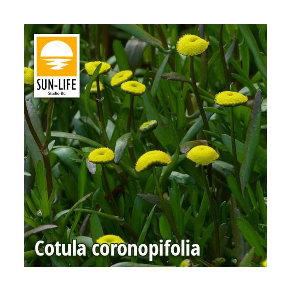 Cotula coronopifolia / Lúgvirág (28)