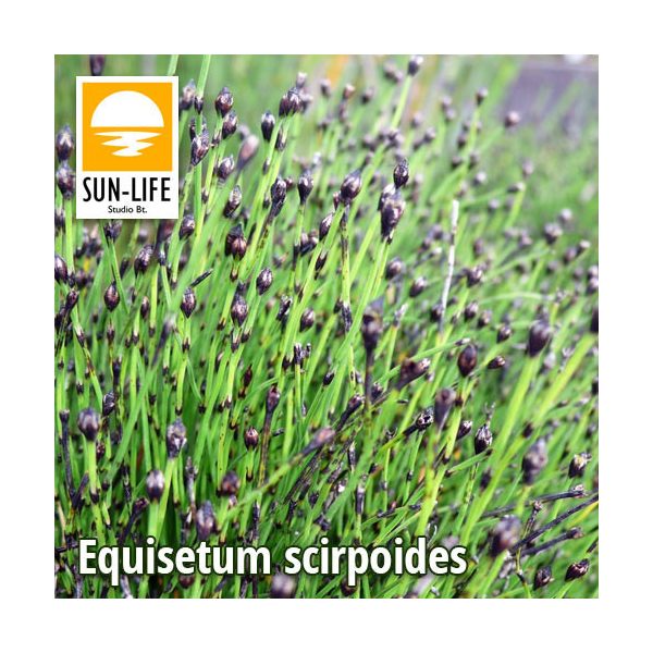 Equisetum scirpoides / Törpezsurló (34)