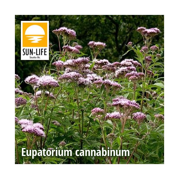 Eupatorium cannabinum / Sédkender (36)