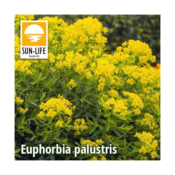 Euphorbia palustris / Mocsári kutyatej ( 37 )