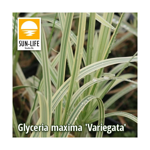 Glyceria maxima Variegata / Csíkos harmatkása (41)
