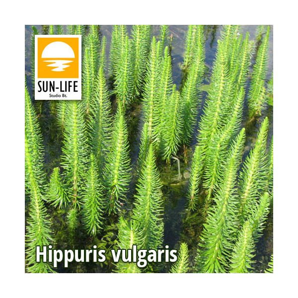 Hippuris vulgaris / Vízilófarok ( 47 )