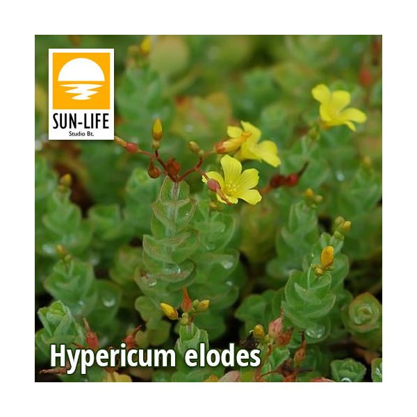 Hypericum elodes / Mocsári orbáncfű (51)