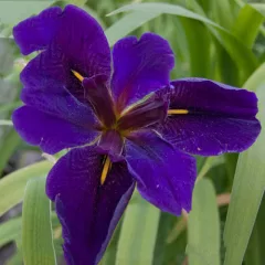 Iris laevigata Black Gamecock / Fekete nőszirom (53)