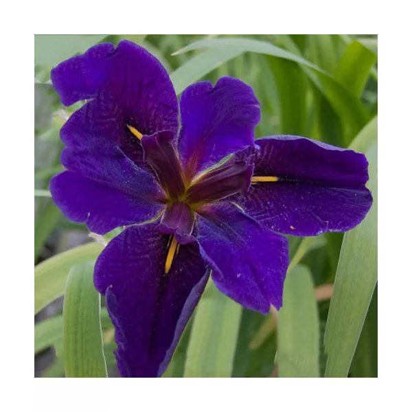 Iris laevigata Black Gamecock / Fekete nőszirom (53)