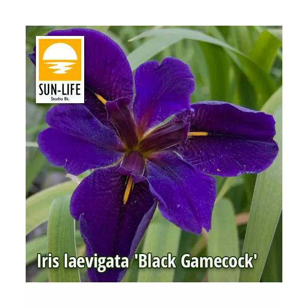 Iris laevigata Black Gamecock / Fekete nőszirom (53)