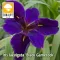 Iris laevigata Black Gamecock / Fekete nőszirom (53)