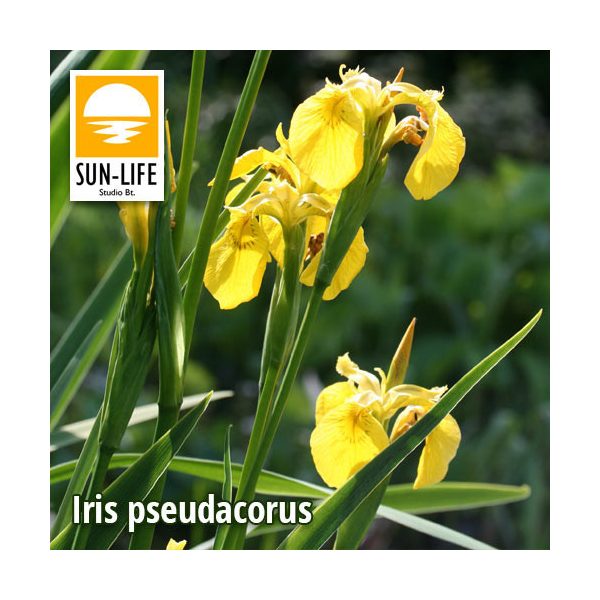Iris pseudacorus / Sárga nőszirom ( 55 )