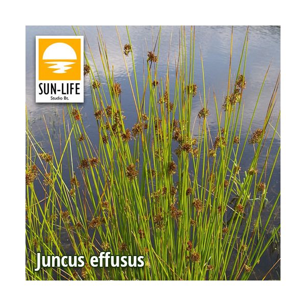 Juncus effusus / Békaszittyó (57)