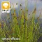 Juncus effusus / Békaszittyó (57)