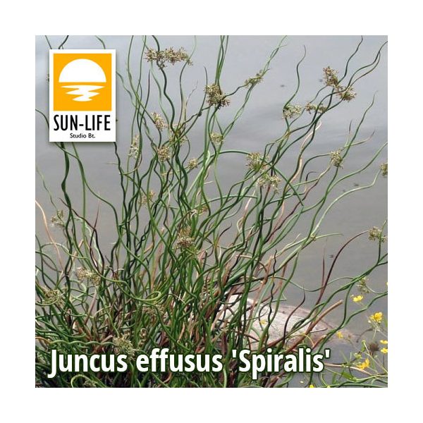 Juncus effusus Spiralis / Spirálszittyó (58)
