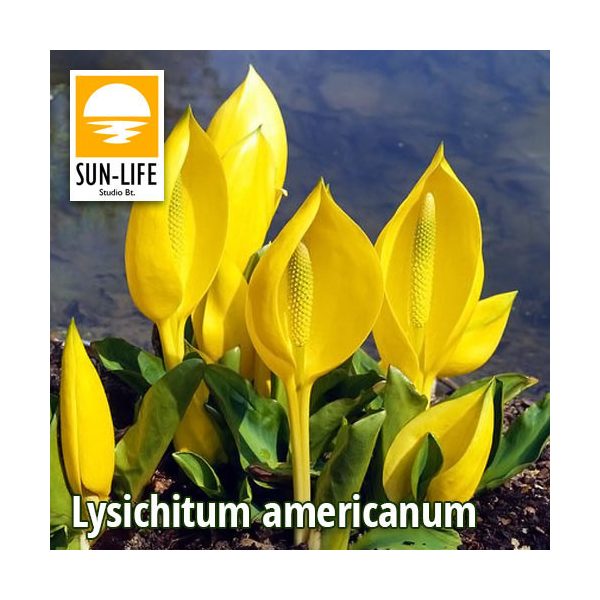 Lysichitum americanum / Sárga álkála mocsári lámpás (67)