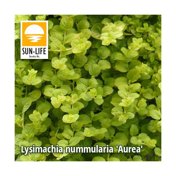 Lysimachia nummularia Aurea / Pénzlevelű lizinka (69)