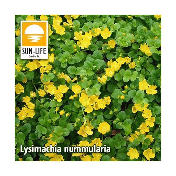 Lysimachia nummularia / Pénzlevelű lizinka (70)