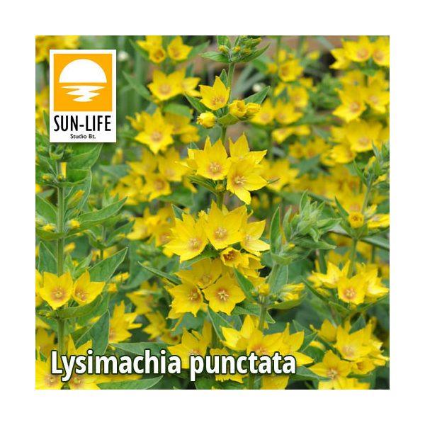Lysimachia punctata / Pettyegetett lizinka (71)