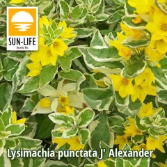 Lysimachia punctata J Alexander / Pettyegetett lizinka (72)