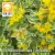 Lysimachia punctata J Alexander / Pettyegetett lizinka (72)